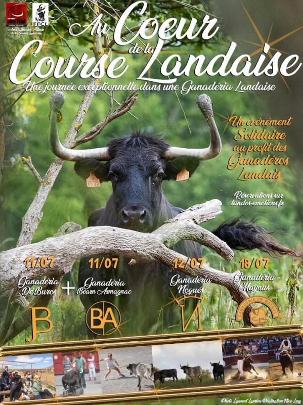 Au coeur de la course landaise