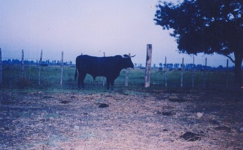 toro-claberes.jpg